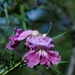 desert willow bloom by blueberry1222