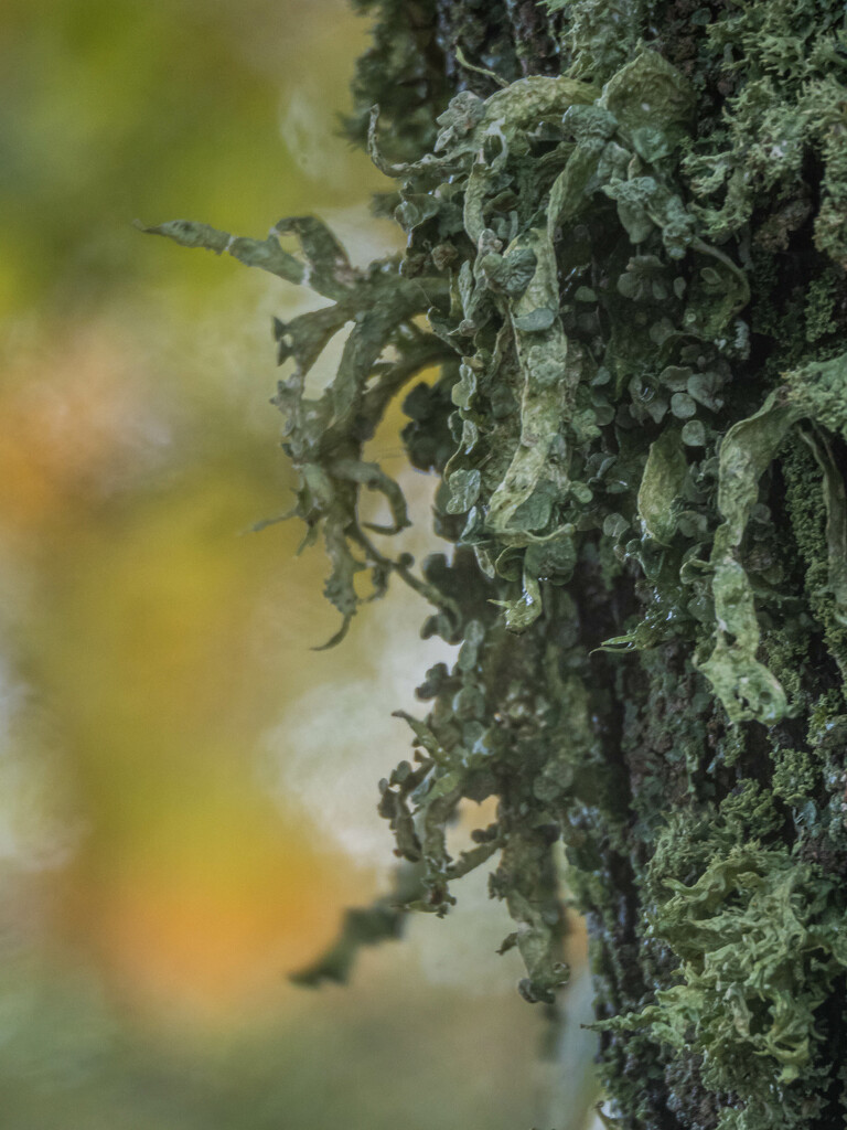 Lichen on a maple tree by haskar