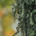 Lichen on a maple tree by haskar