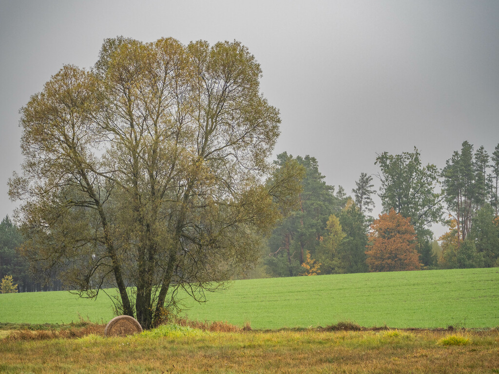 Autumn in the fields by haskar