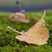 Birch leaf by okvalle