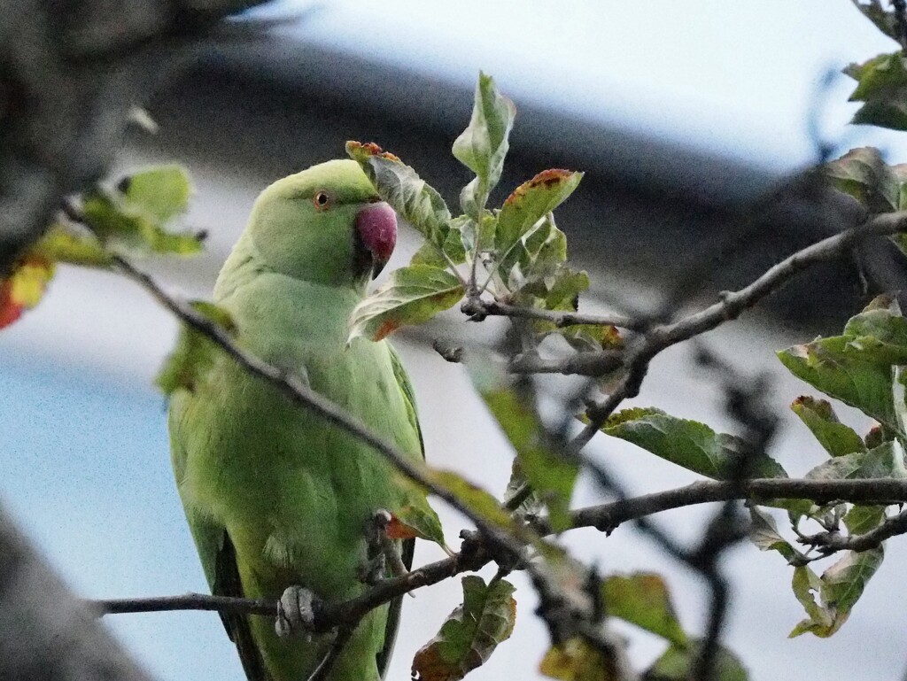 Ringneck Parakeet by feefifo