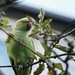 Ringneck Parakeet by feefifo