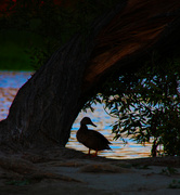 4th Sep 2023 - framed ducky