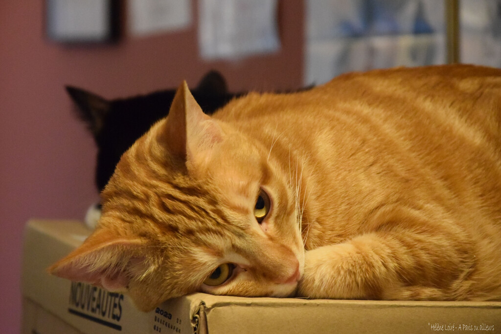 bookshop cats by parisouailleurs