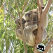 mini me by koalagardens