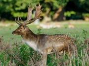 22nd Oct 2023 - Fallow Deer 