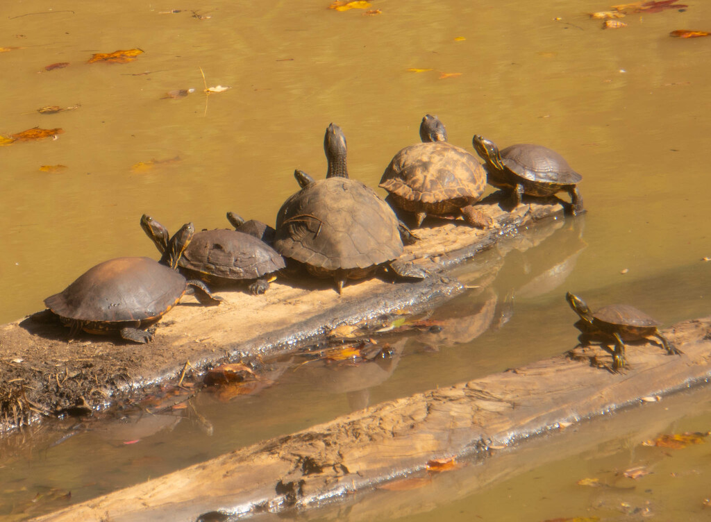 Turtles on a log by randystreat