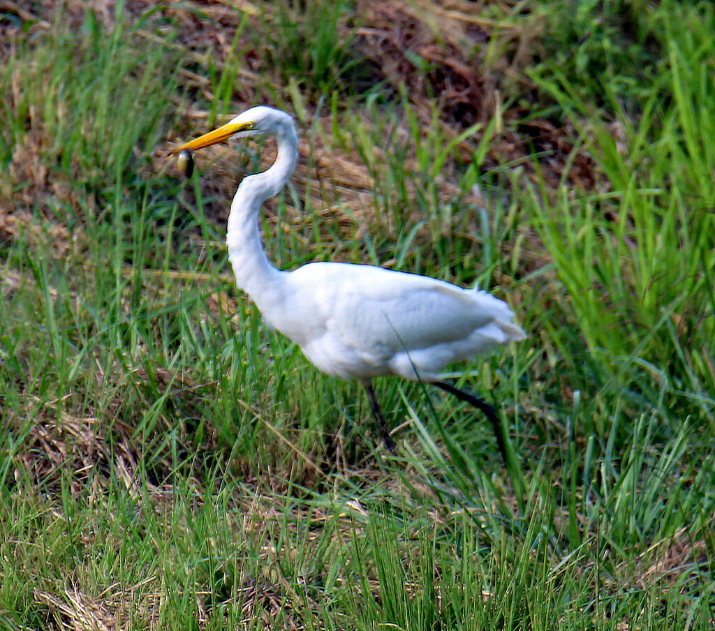 Sept 10 White Egret On A Strut With Fish AAIMG_4704 by georgegailmcdowellcom