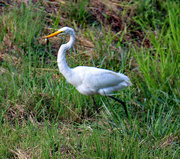 10th Sep 2023 - Sept 10 White Egret On A Strut With Fish AAIMG_4704