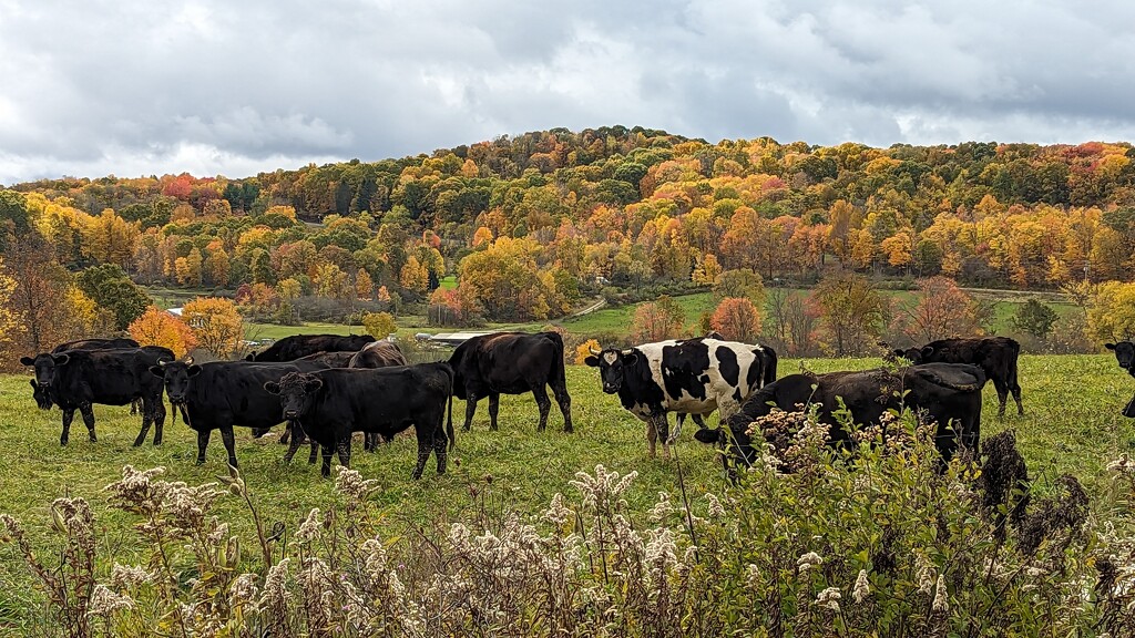 Cows in Autumn by julie