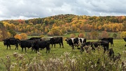 22nd Oct 2023 - Cows in Autumn
