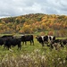 Cows in Autumn by julie