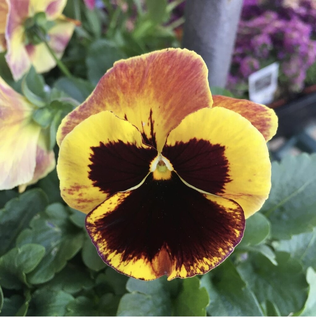 Yellow & Plum Pansy by peekysweets