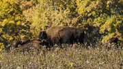 21st Oct 2023 - Autumn Bison