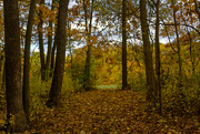 21st Oct 2023 - Autumn forest path
