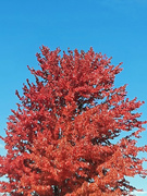 22nd Oct 2023 - Red maple