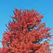 Red maple by larrysphotos
