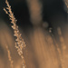 Indiangrass by rminer