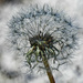 Dandelion seeds by rminer