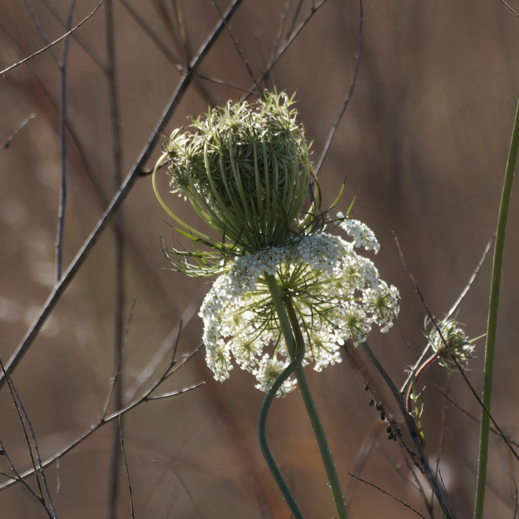 Queen Anne's Lace by rminer