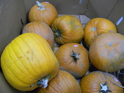 22nd Oct 2023 - Pumpkins at BJ's 