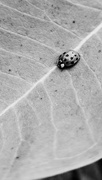 16th Oct 2023 - 2023-10-16-Lady Bug-Day 3862-Mon