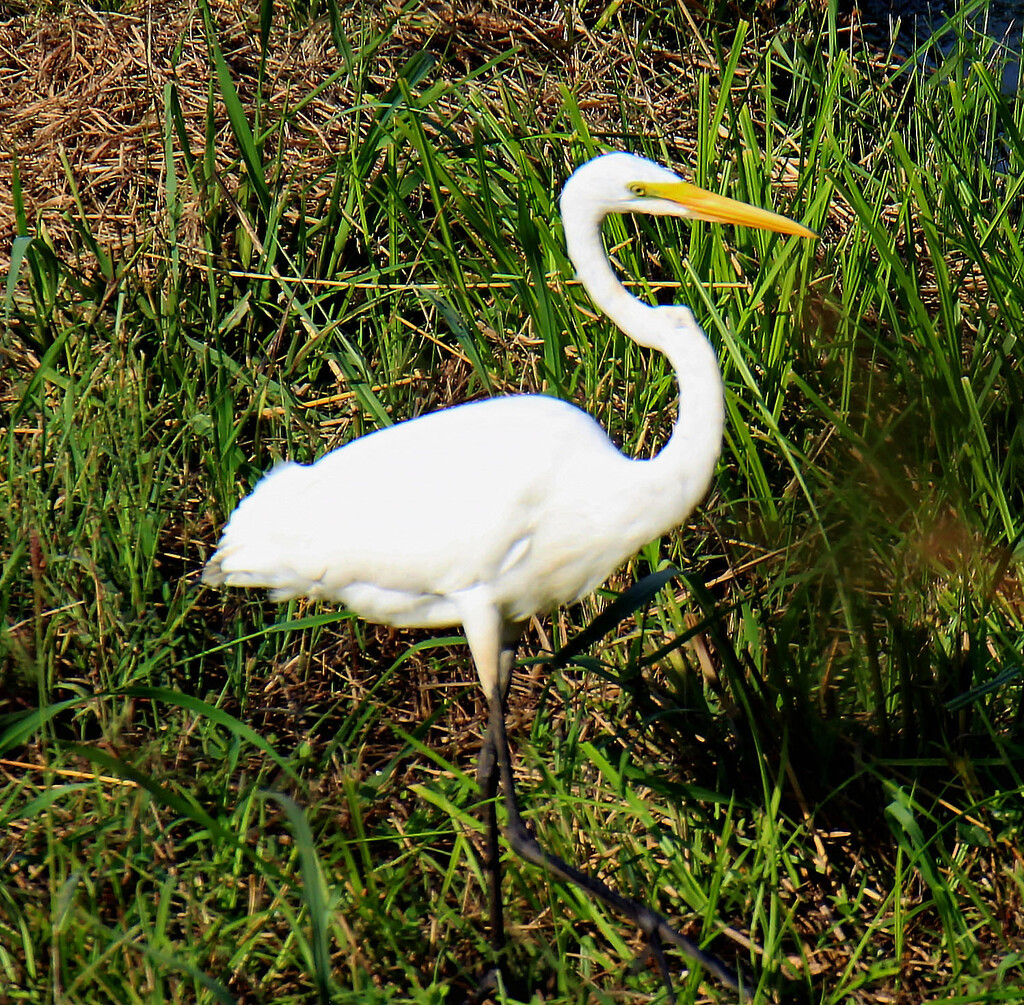 Sept 14 White Egret Looking Regal IMG_4736A by georgegailmcdowellcom