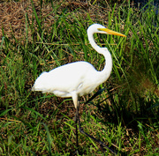 14th Sep 2023 - Sept 14 White Egret Looking Regal IMG_4736A