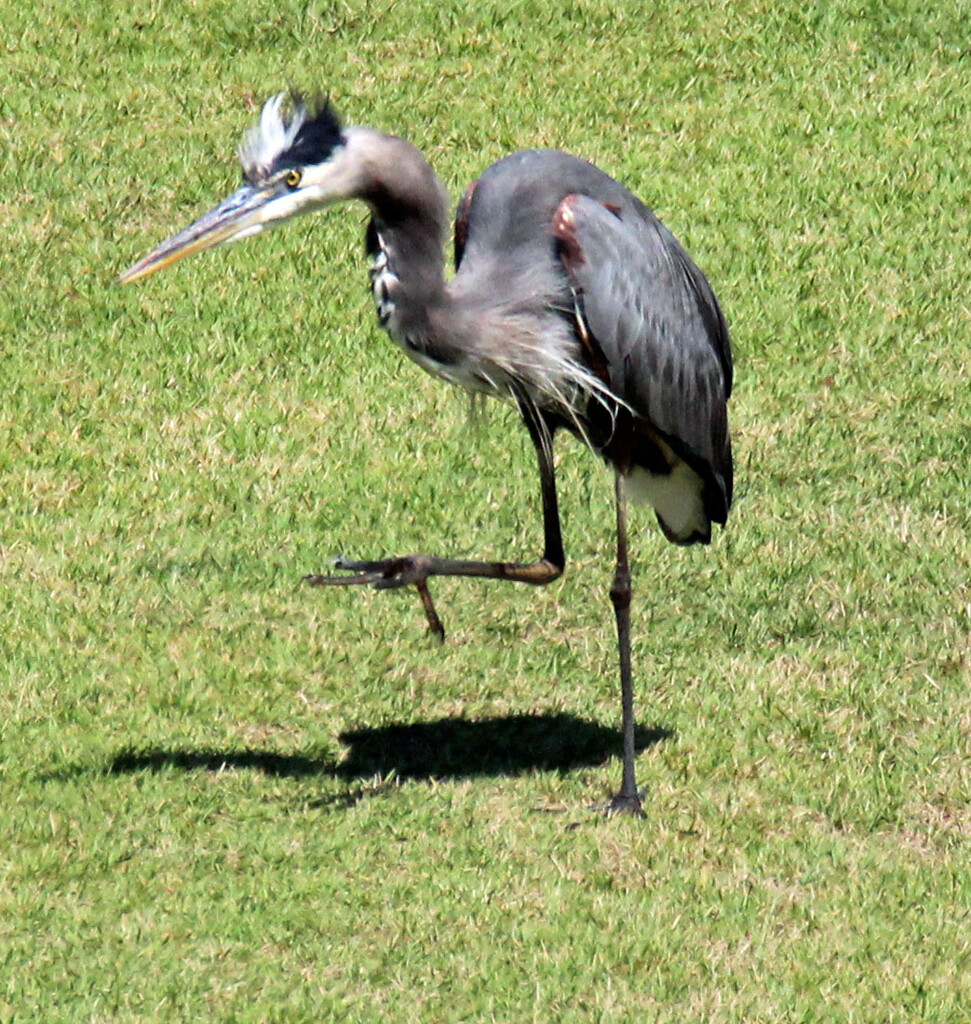 Sept 16 Blue Heron Ready For Anything IMG_4774AA by georgegailmcdowellcom