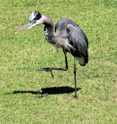 16th Sep 2023 - Sept 16 Blue Heron Ready For Anything IMG_4774AA