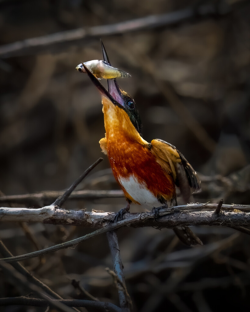 American Pygmy Kingfisher by nicoleweg