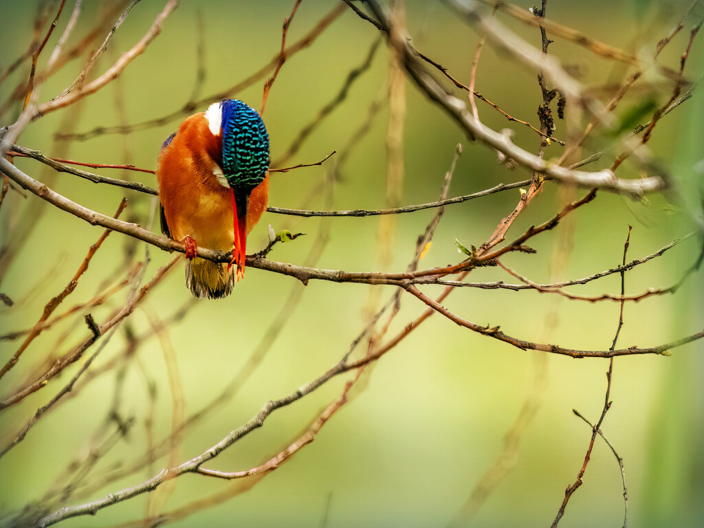 Concentrating by ludwigsdiana