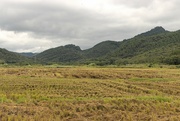 19th Oct 2023 - Harvested rice field