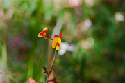 23rd Oct 2023 - Small leafless bossiaea