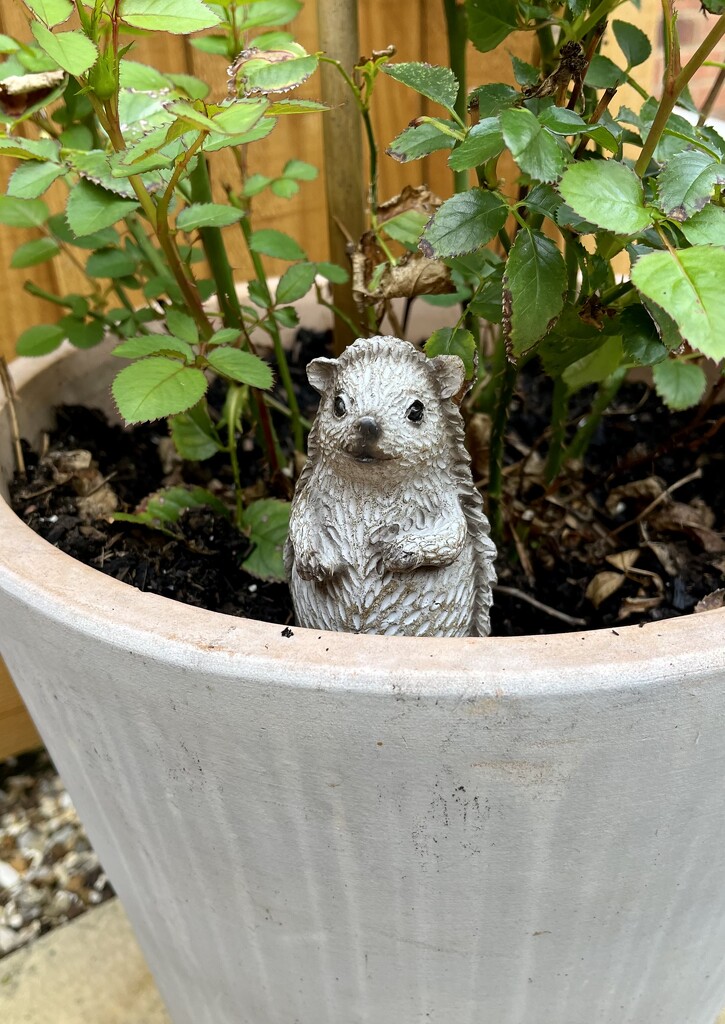 Hedgehog in pot.... by anne2013