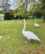 21st Oct 2023 - Swans at Stowe Gardens....