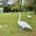 Swans at Stowe Gardens.... by anne2013