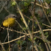 yellow breasted robin by koalagardens