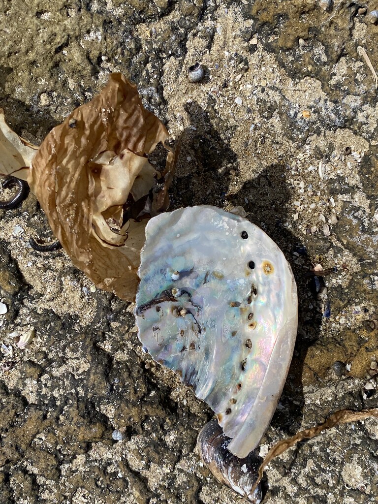Abalone iridescence  by antlamb