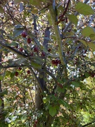 20th Oct 2023 - Copious Cherry Plums 