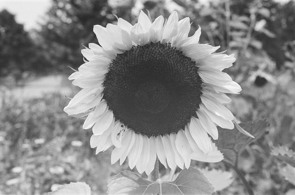 Tri X sunflower by jackies365