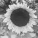 Tri X sunflower by jackies365