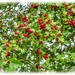Berries And Bokeh by carolmw