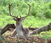 23rd Oct 2023 - deer at charlecote