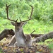 deer at charlecote by ollyfran