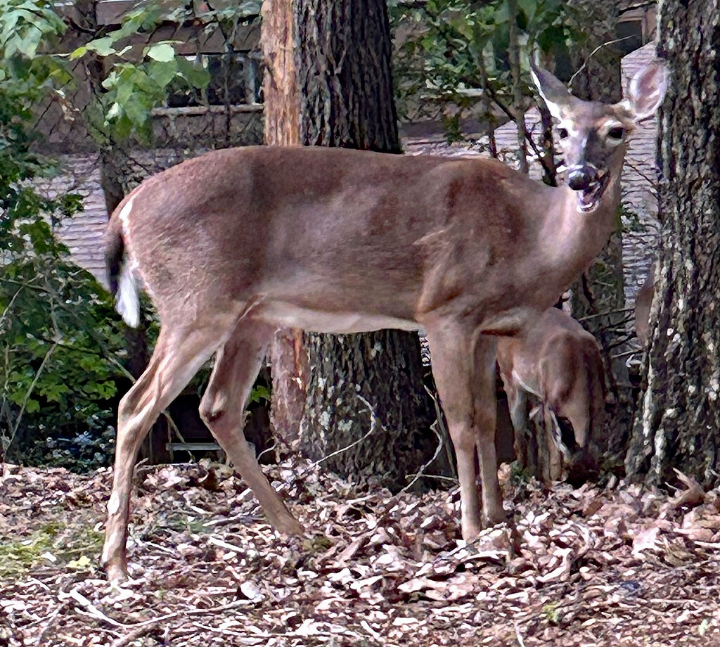 Sept 22 Deer Yapping Away IMG_9253A jpeg by georgegailmcdowellcom