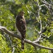 LHG_3484 Coppers Hawk  by rontu