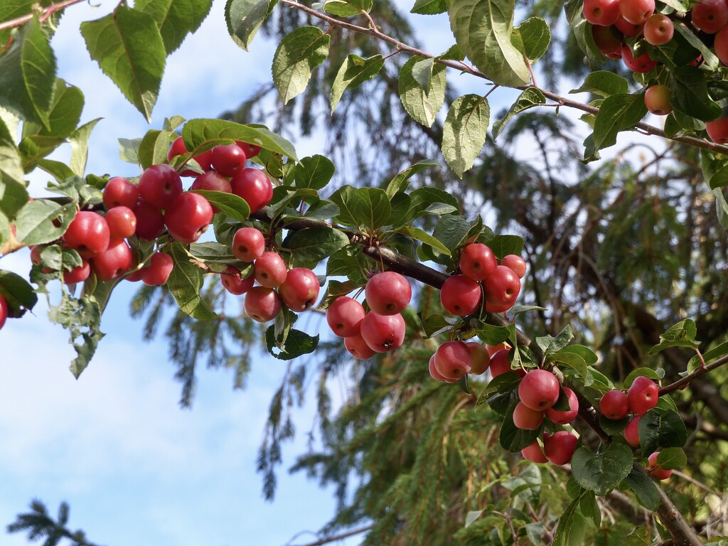 Crab Apples by susiemc