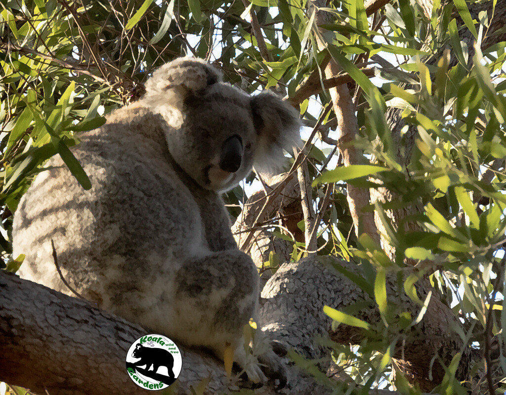 Miss Ellie by koalagardens